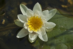 Seerose bei der Landesgartenschau in Norderstedt