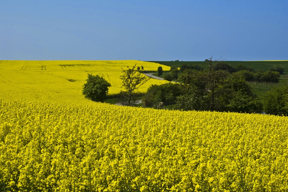 Rapsblüte in Ostholstein