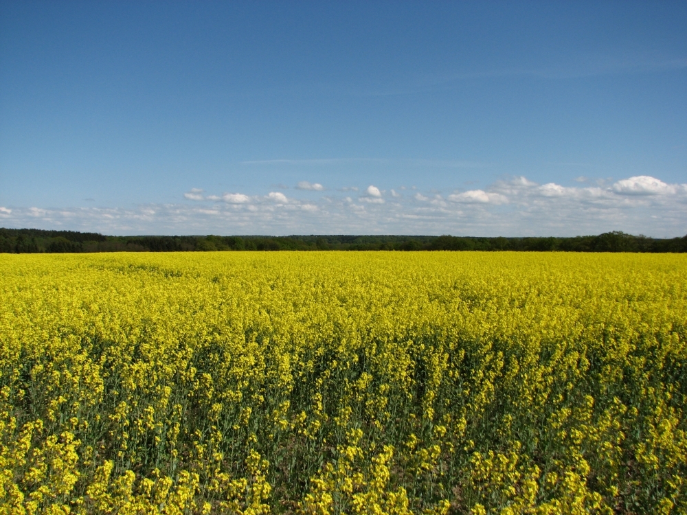 Rapsblüte, zwischen Schönningstedt und Ohe......