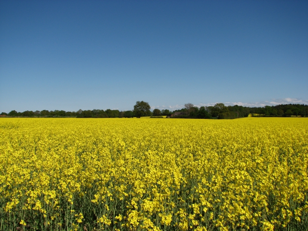 Rapsblüte, zwischen Schöningstedt und Ohe......