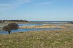 Landunter in den Salzwiesen