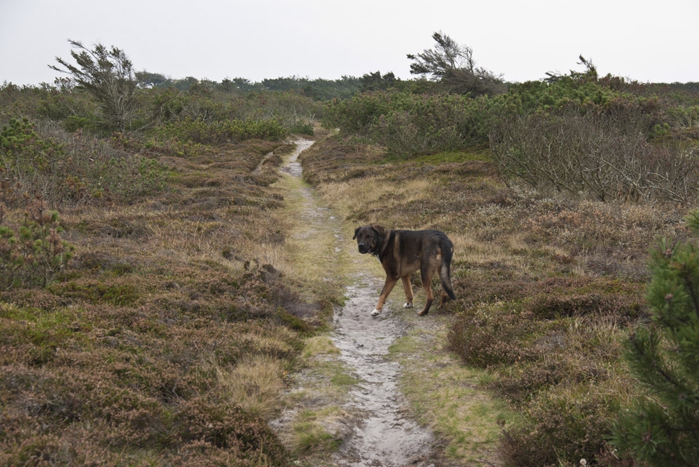 Sunny in der Heide zwischen Klitplantage und Dünen bei Vester-Husby