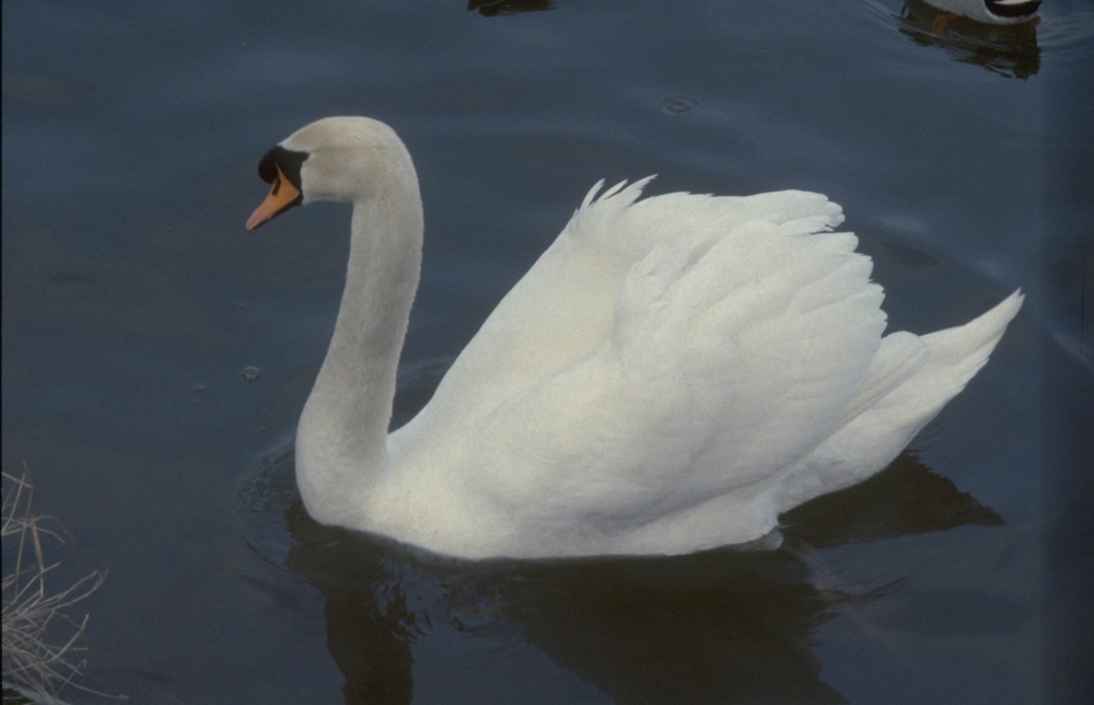 Schwan