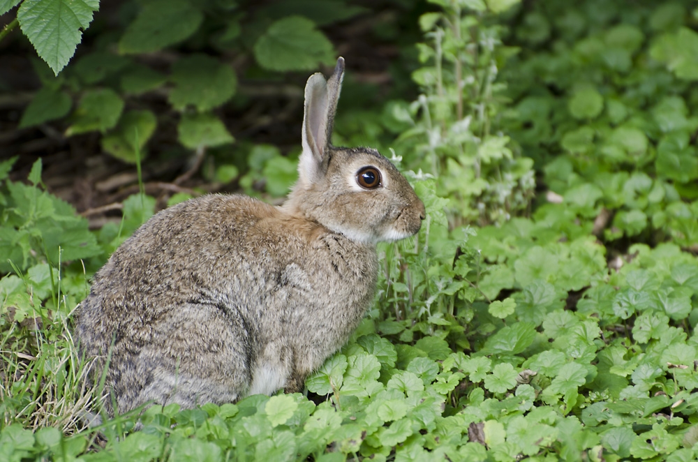 Kaninchen