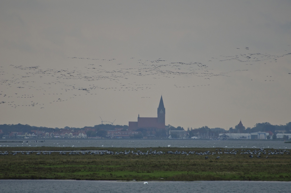 Tausende Kraniche in Zingst