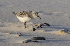 Sanderling