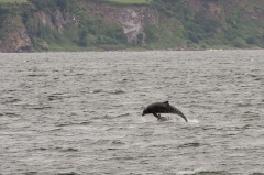 Große Tümmler am Chanonry Point