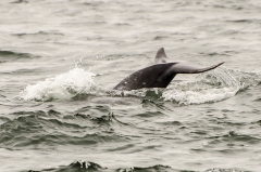 Großer Tümmler am Chanonry Point