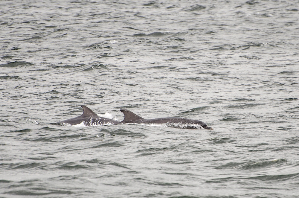 Große Tümmler am Chanonry Point