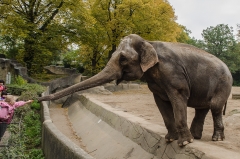 Elefant bei Hagenbeck