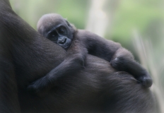 Gorillababy, Wettbewerb "Kleines ganz groß"
