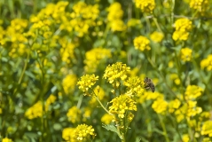 Bienen-Schlaraffenland