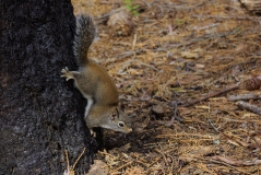Aus dem Archiv: Hörnchen im Yosemite