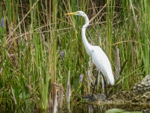 In den Everglades